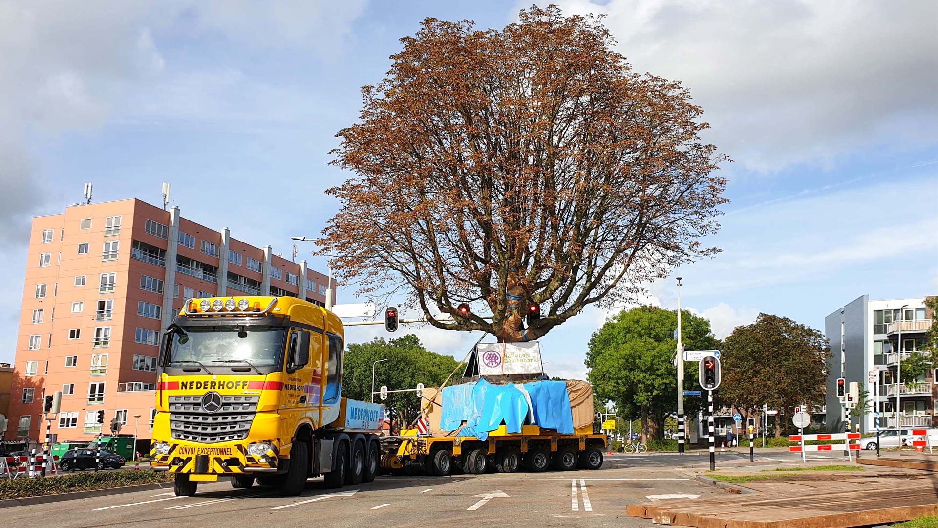 A tree moves